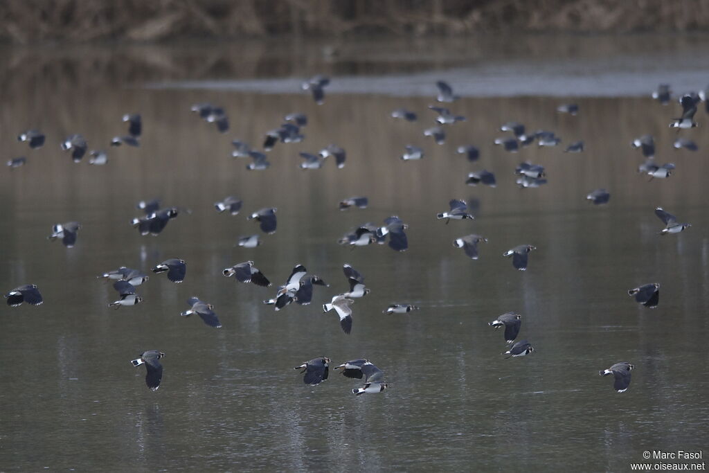 Sociable Lapwingjuvenile, Flight