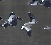 Sociable Lapwing