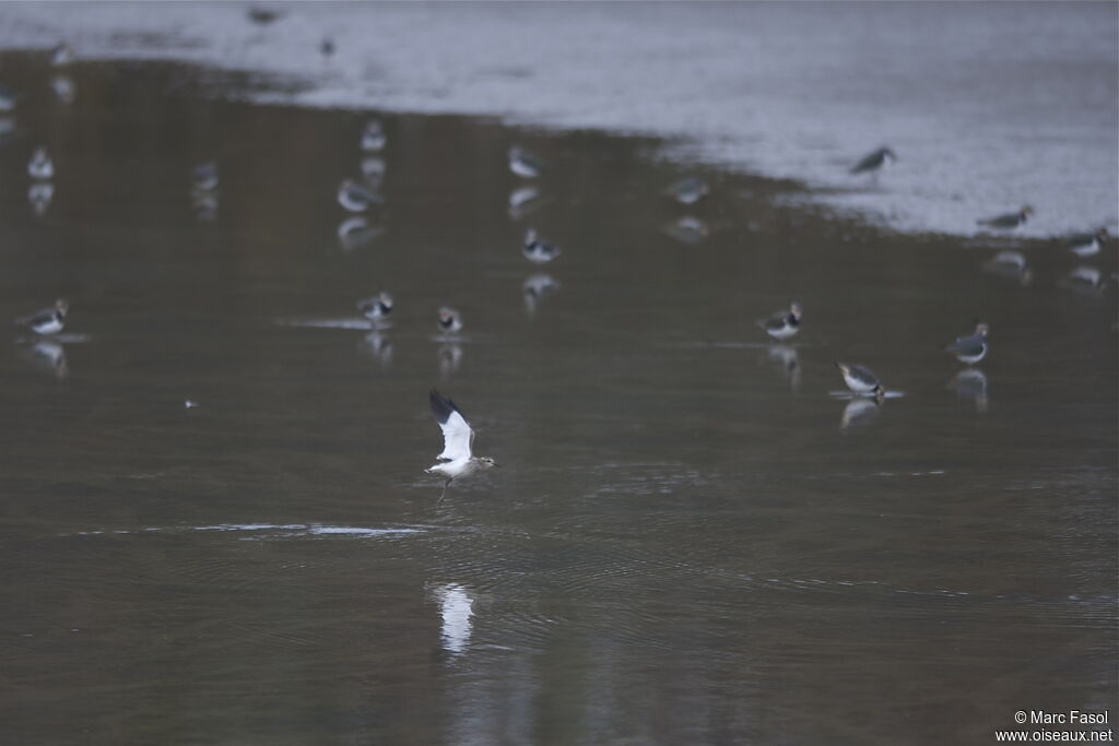 Sociable Lapwingjuvenile, Flight