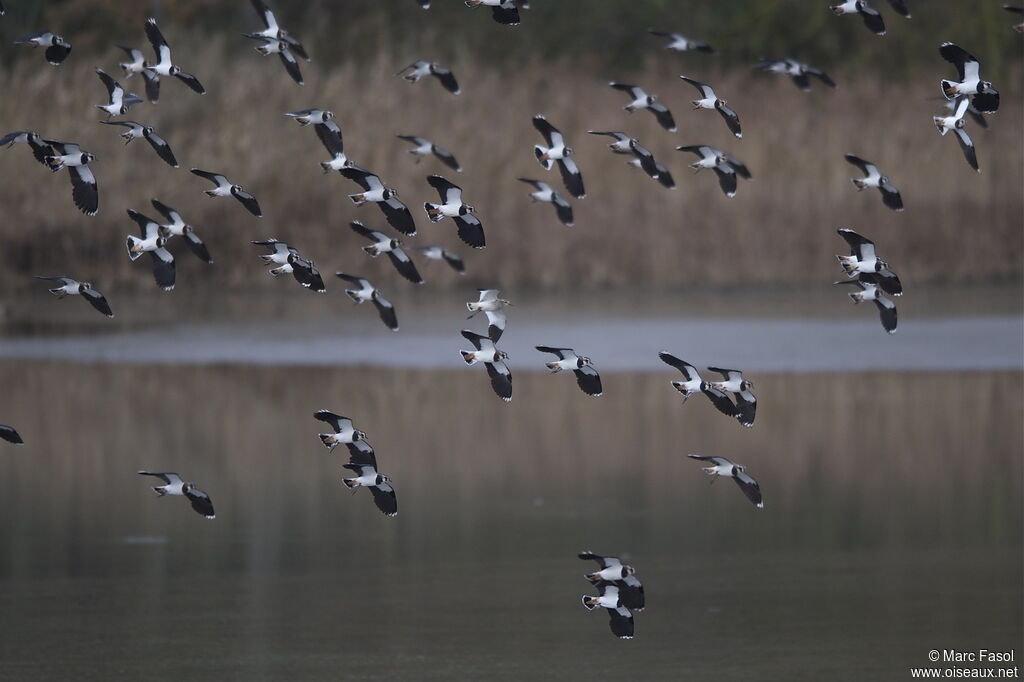 Sociable Lapwingjuvenile, identification, Flight, Behaviour