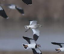 Sociable Lapwing