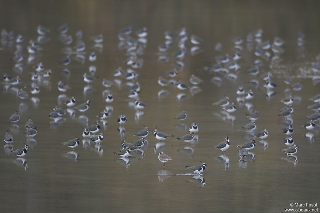 Sociable Lapwingjuvenile, identification