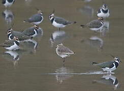 Sociable Lapwing