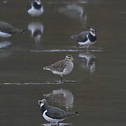 Sociable Lapwing