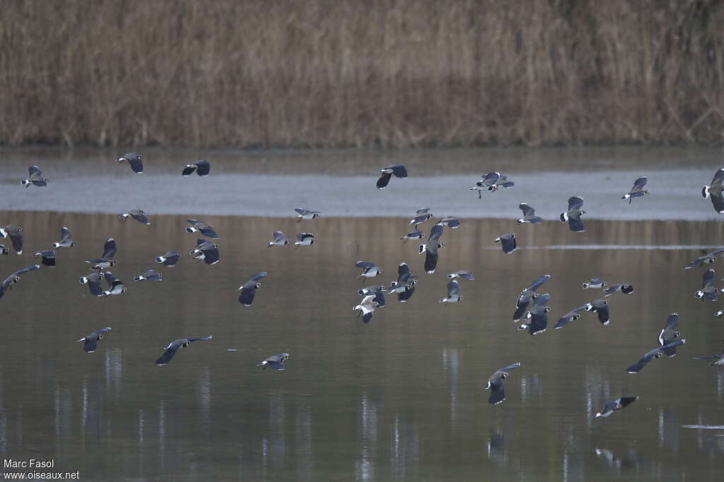 Sociable LapwingFirst year, Flight, Behaviour