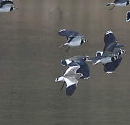 Sociable Lapwing