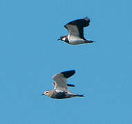 Sociable Lapwing