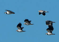 Sociable Lapwing