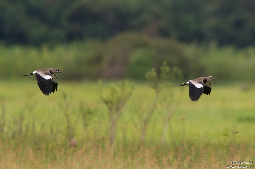 Southern Lapwingadult, Flight