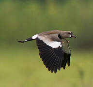 Southern Lapwing