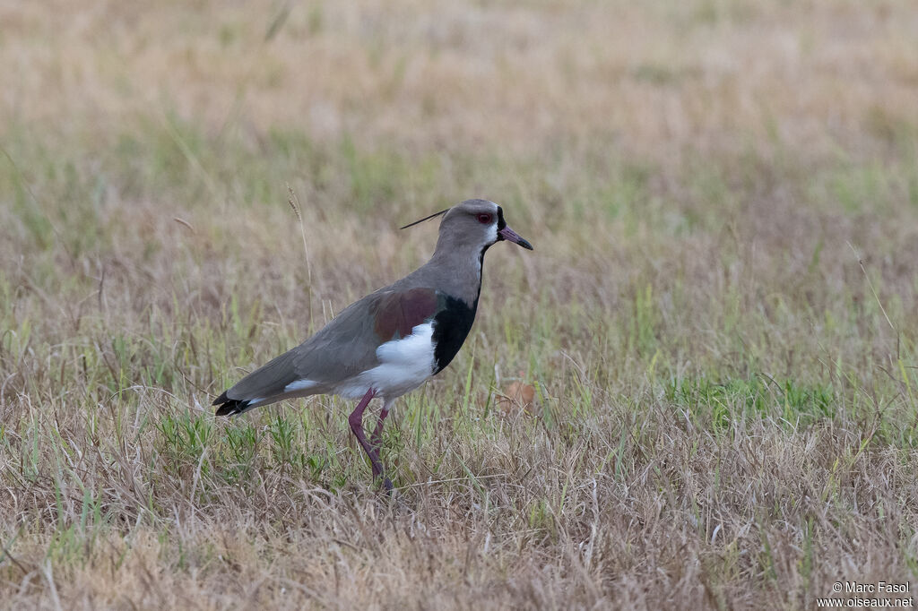 Southern Lapwingadult, walking