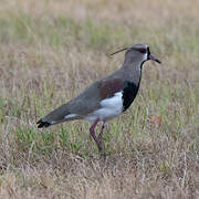 Southern Lapwing