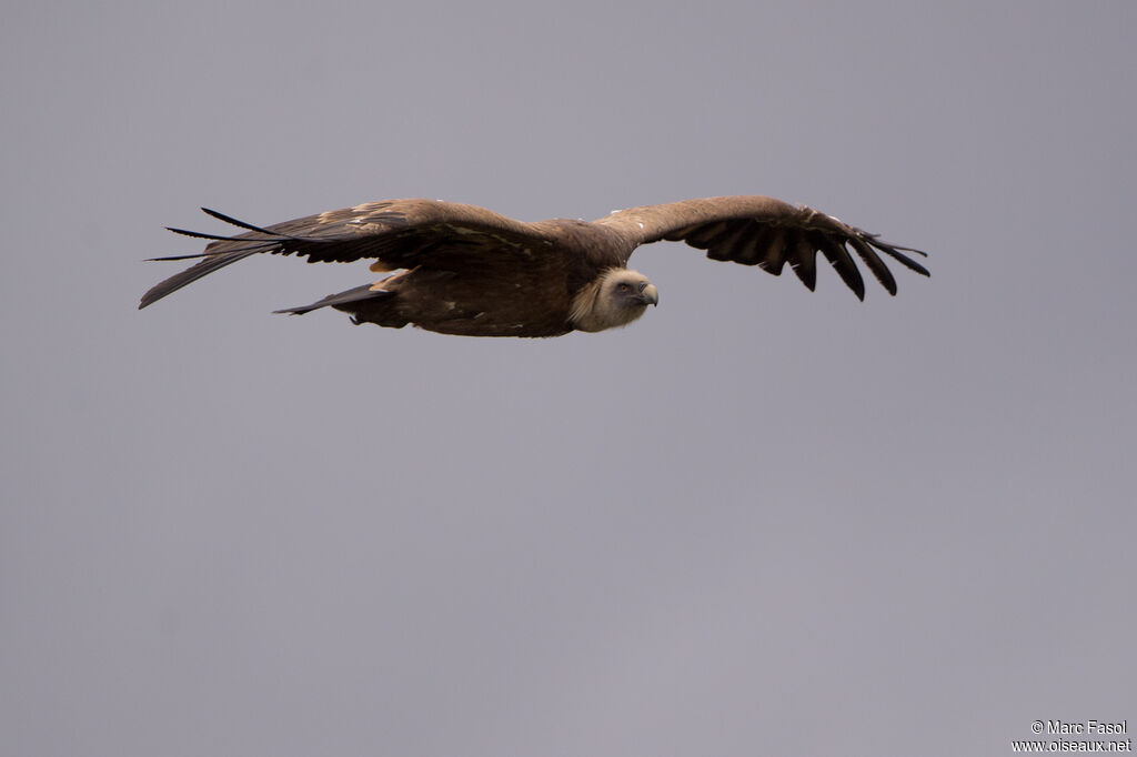 Griffon Vultureadult, Flight