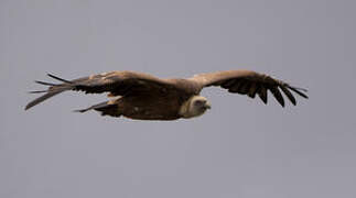 Griffon Vulture