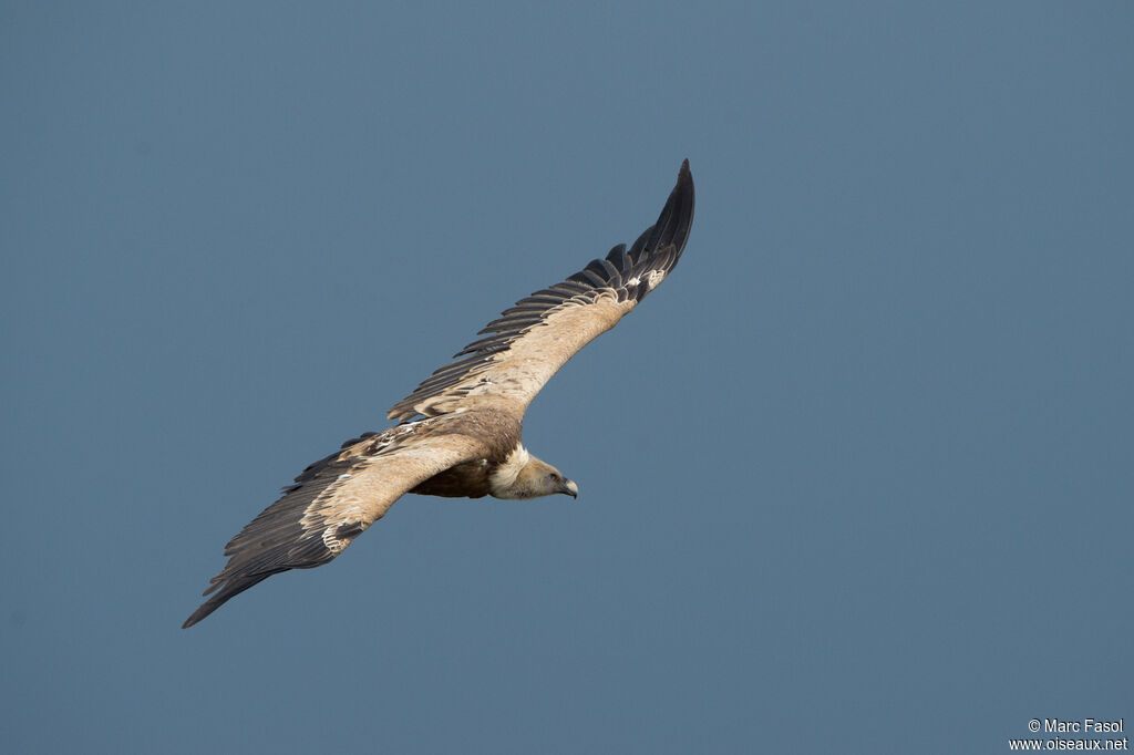 Griffon Vultureadult, Flight