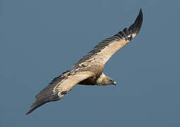 Griffon Vulture