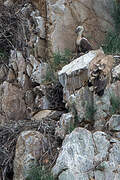 Griffon Vulture