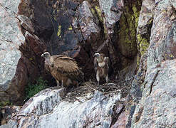 Griffon Vulture