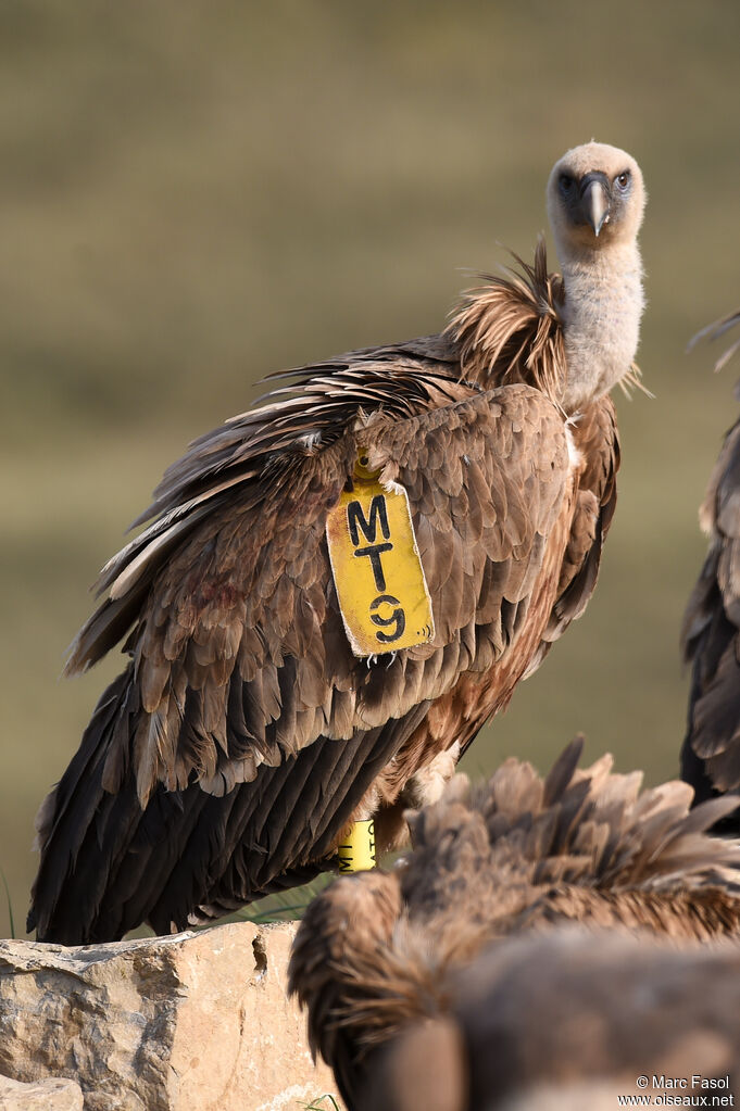 Griffon Vultureadult, identification