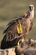 Griffon Vulture