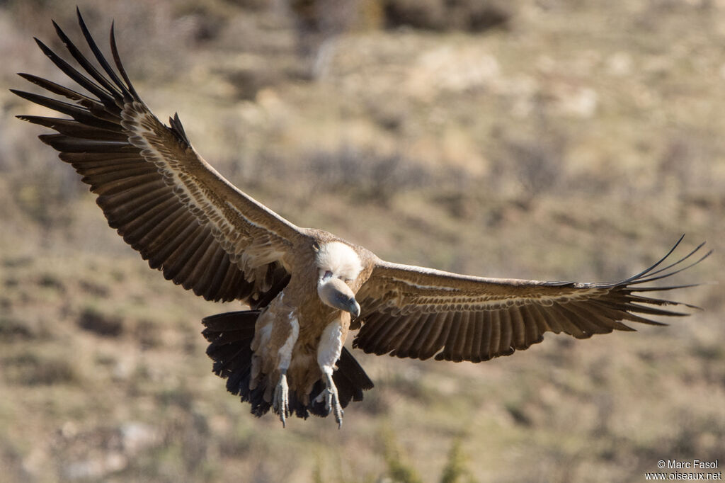 Griffon Vultureadult, Flight