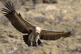 Griffon Vulture