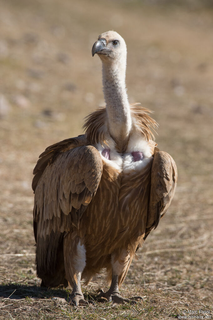 Vautour fauveadulte, portrait