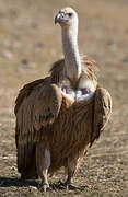 Griffon Vulture