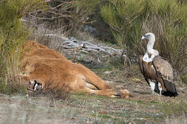 Griffon Vulture