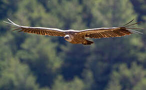 Griffon Vulture