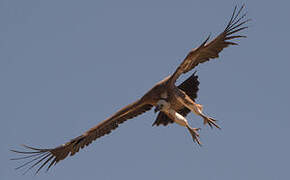 Griffon Vulture