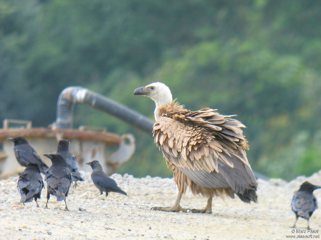 Griffon Vultureimmature, identification, feeding habits