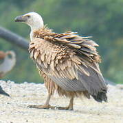 Griffon Vulture