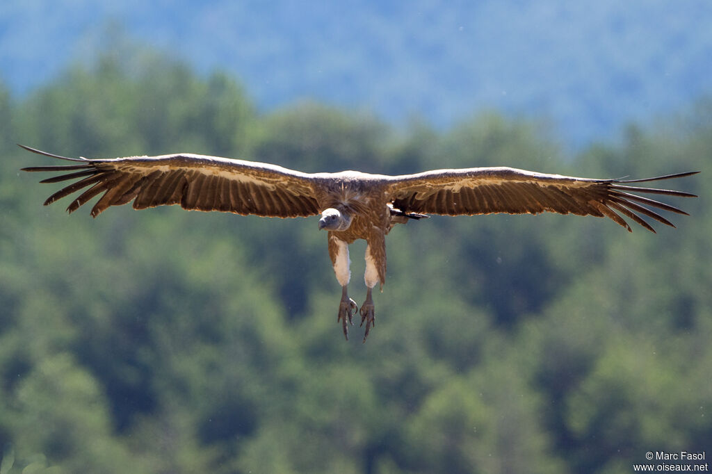 Griffon Vultureadult, identification