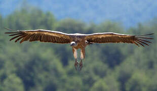 Vautour fauve