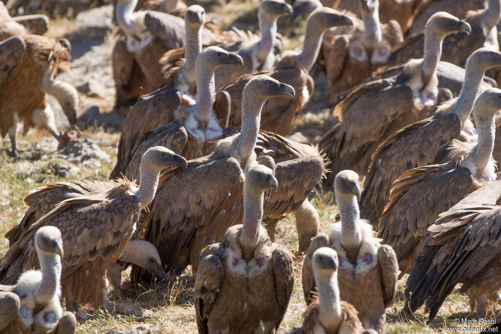 Griffon Vulture