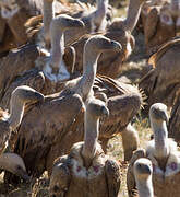 Griffon Vulture