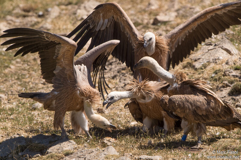 Griffon Vulture, eats