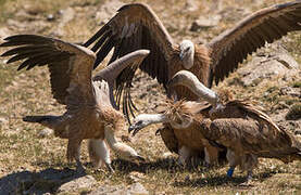 Griffon Vulture