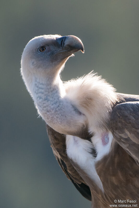 Griffon Vultureadult breeding, close-up portrait