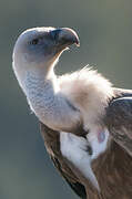 Griffon Vulture