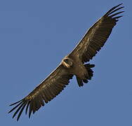 Griffon Vulture