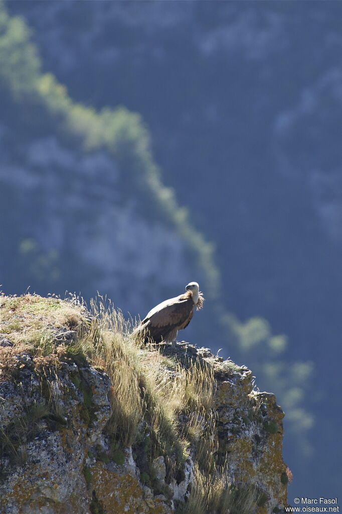 Vautour fauve