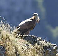 Griffon Vulture