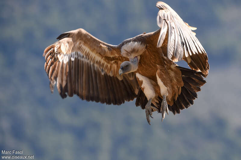 Griffon Vultureadult breeding, Flight, Behaviour