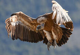 Griffon Vulture