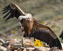 Griffon Vulture