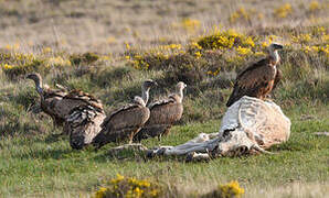 Griffon Vulture