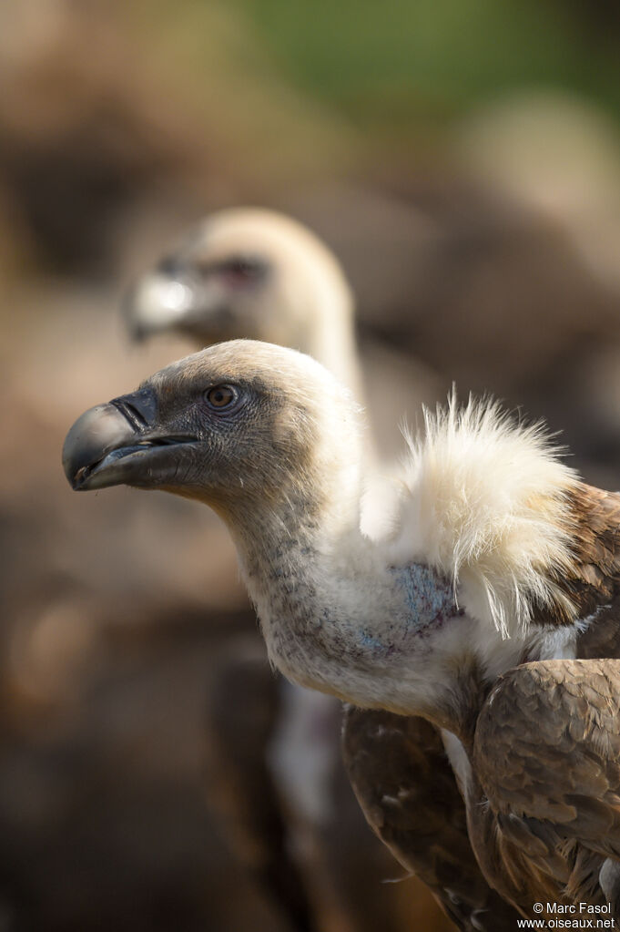 Griffon Vultureadult breeding, identification