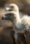 Griffon Vulture